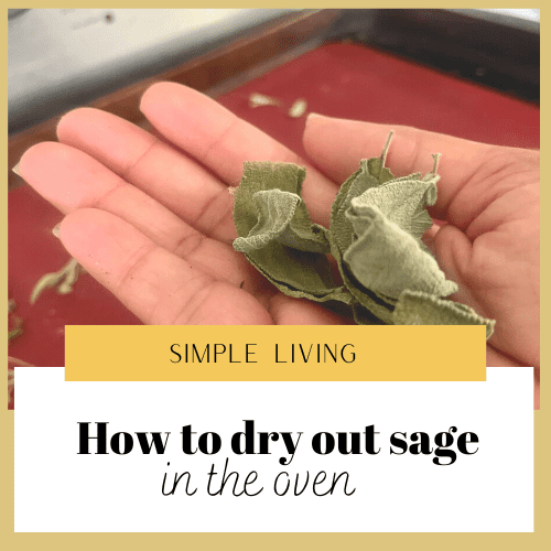 A hand holding dried out sage. Text reads "Simple living/ How to dry out sage in the oven"